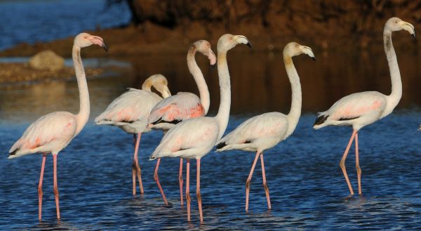 Observação de Aves no Rio de Alvor